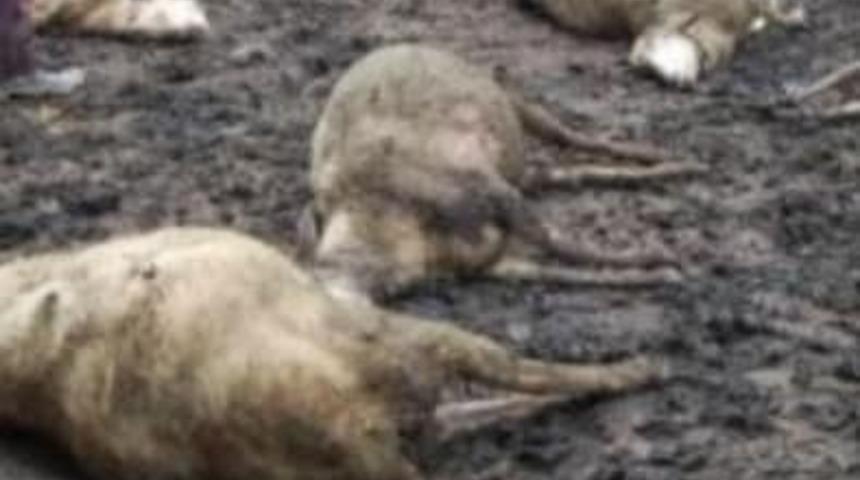 Tuzluca&rsquo;da a&ccedil; kalan kurtlar s&uuml;r&uuml;ye saldırdı