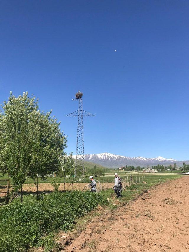 VEDAŞ ekiplerinin doğal hayat hassasiyeti