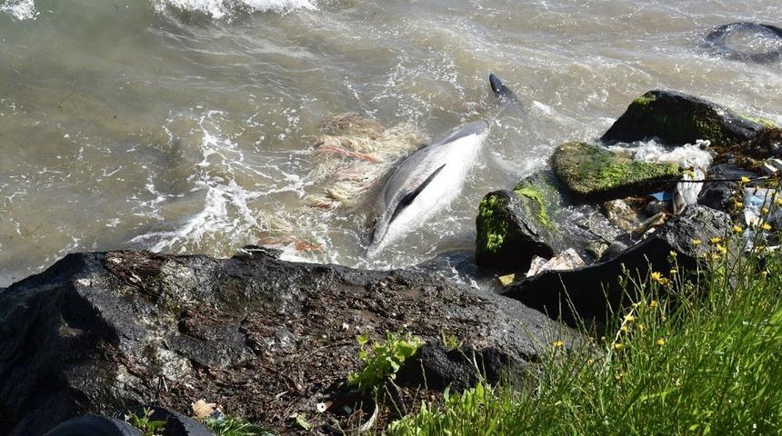 Sinop&rsquo;ta &ouml;l&uuml; yunus kıyıya vurdu