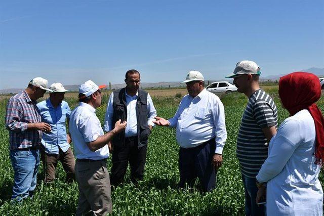 Aksaray’a süneyle mücadele çalışmaları başladı