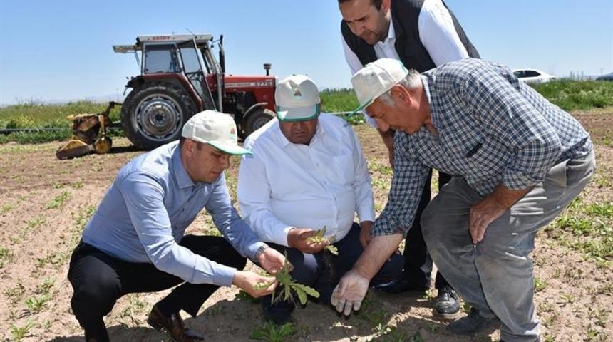 Aksaray’a süneyle mücadele çalışmaları başladı