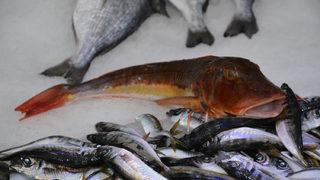  Kırlangıç balığı 25 liradan satışa sunuluyor