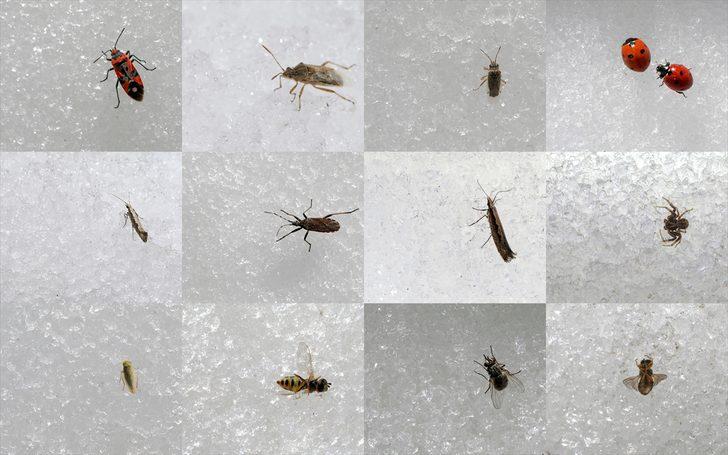 'Dokuzuncu gezegen'de sıra dışı bahar G1