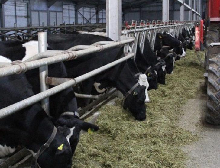 Doktorluğu bırakıp süt çiftliği kurdu G4