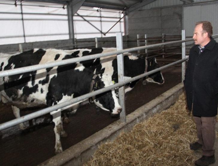 Doktorluğu bırakıp süt çiftliği kurdu G2