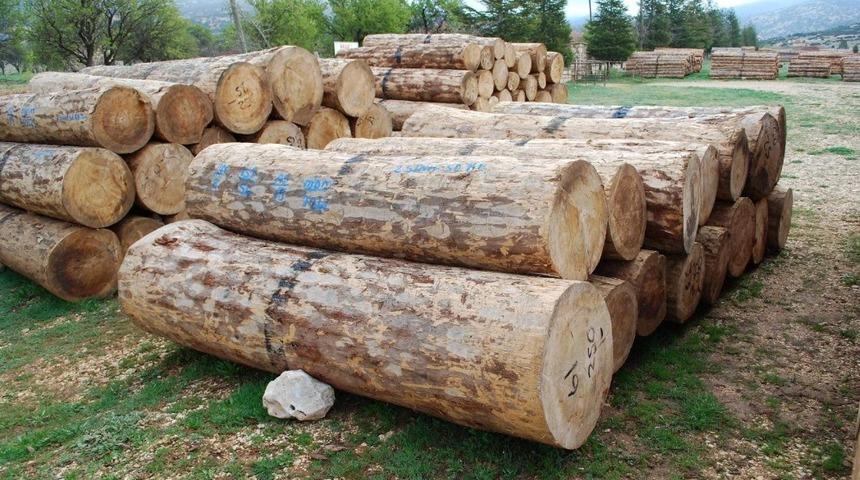 G&ouml;lyaka&rsquo;da bin 556 metrek&uuml;p orman emvali satıldı