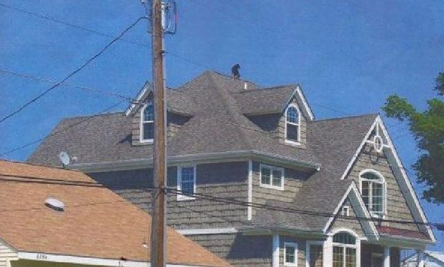 19-dog-on-the-roof-e1512059727223-70239