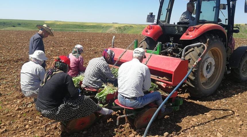 Adıyaman&rsquo;da Ege t&uuml;t&uuml;n&uuml; dikilmeye başlandı