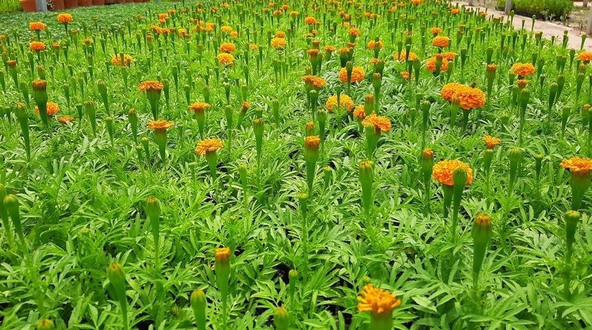 Kilis yemyeşil olacak