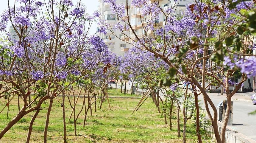 Mezitli’de bahar havası