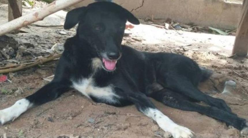 'Ping Pong' bebeğin hayatını kurtardı