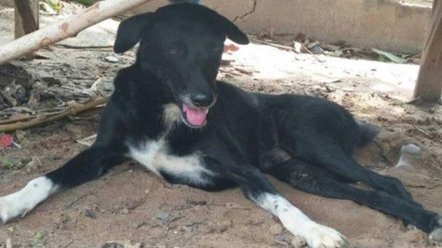 'Ping Pong' bebeğin hayatını kurtardı