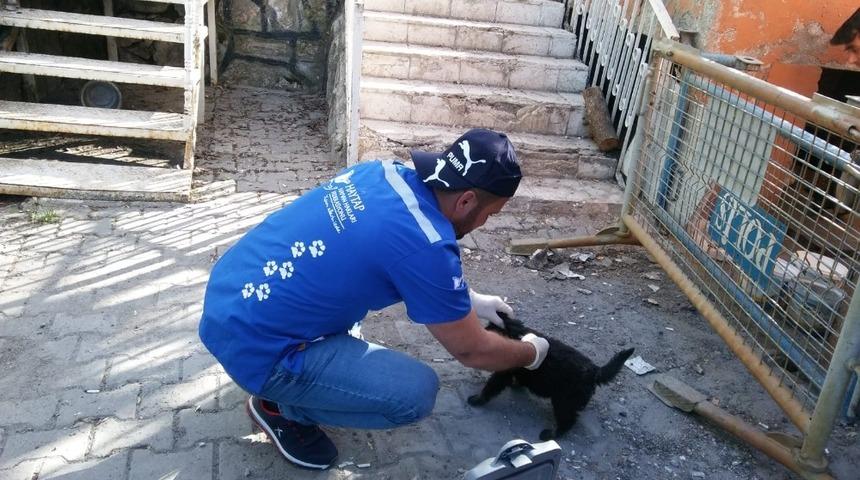 Sahipsiz hayvanlar sağlık taramasından ge&ccedil;irildi