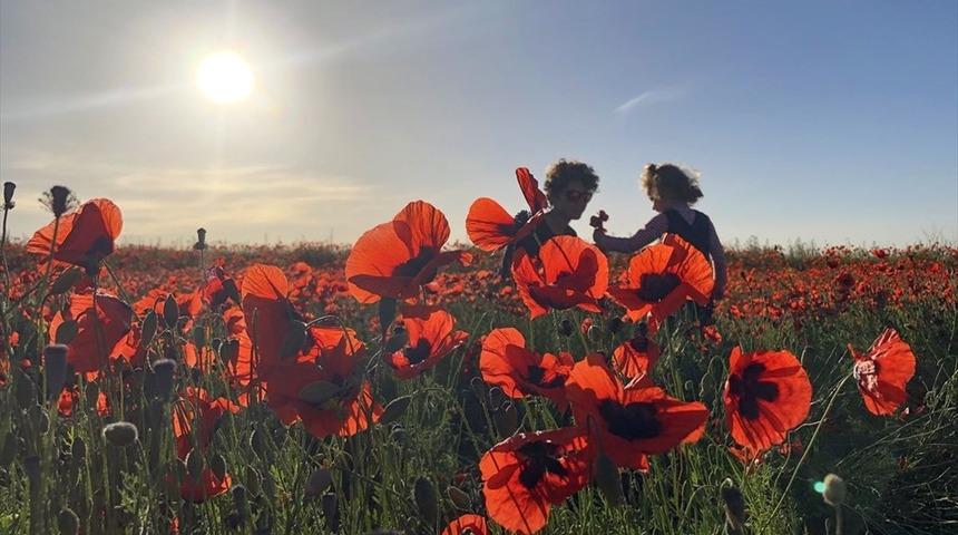 Türkiye'nin çatısı Ağrı Dağı'nın eteklerinde gelincik çiçeklerinden görsel şölen 