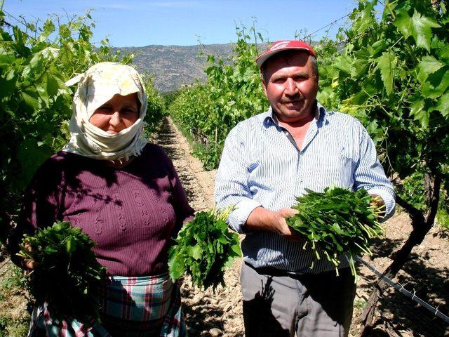 Bağ yaprağı üzümden daha karlı