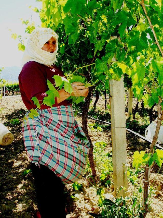 Bağ yaprağı üzümden daha karlı