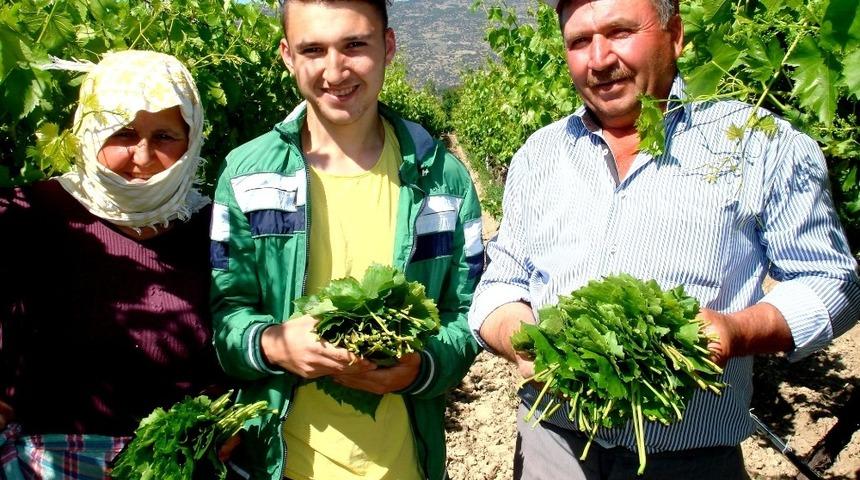 Bağ yaprağı &uuml;z&uuml;mden daha karlı