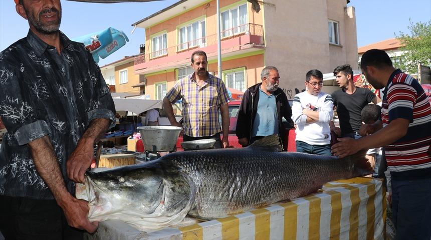 Karasu Nehri'nde 83 kilogram ağırlığında turna balığı yakalandı 