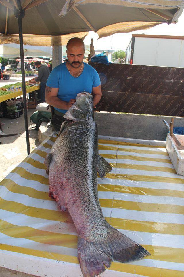 Fırat Nehri'nde dev turna balığı yakaladı