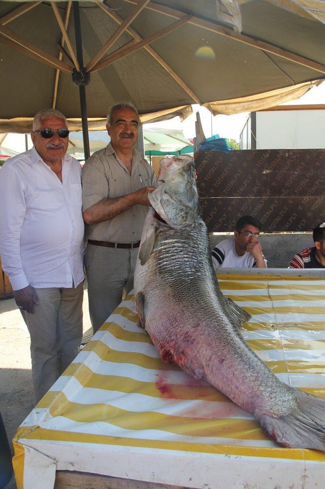 Fırat Nehri'nde dev turna balığı yakaladı