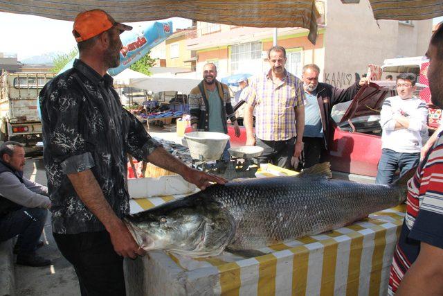 Fırat Nehri'nde dev turna balığı yakaladı