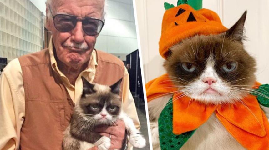 'Grumpy Cat'in ölümü tüm dünyayı yasa boğdu! İşte en güzel anları...