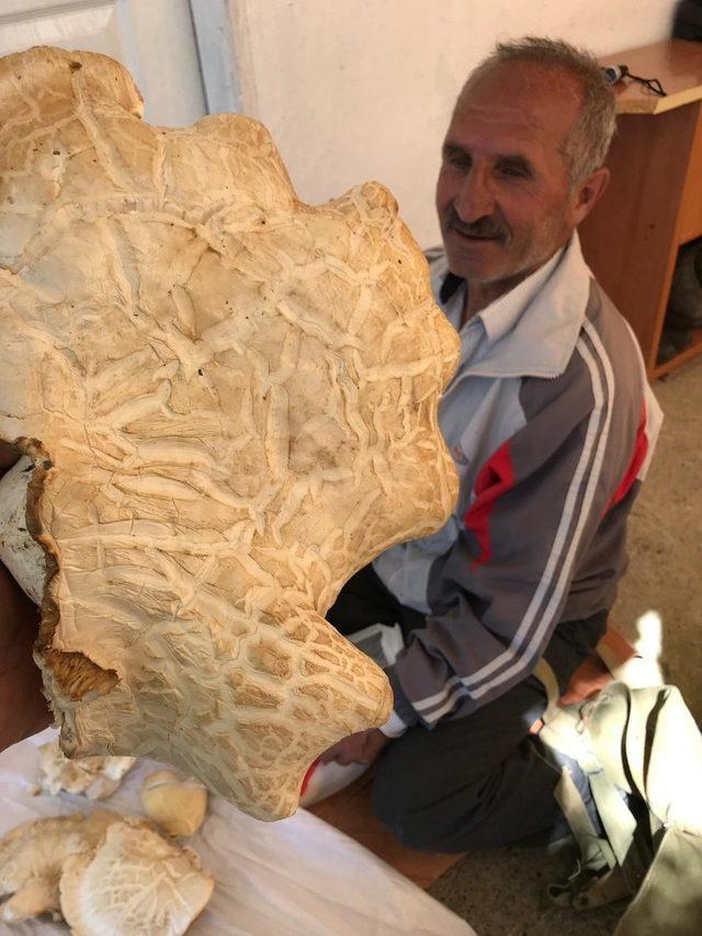 Erzincan’da 7 kilo 300 gram ağırlığında çaşır mantarı bulundu
