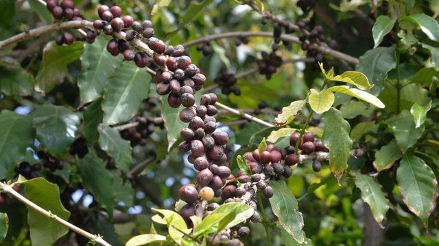 Türkiye'de ilk kez kahve meyvesi üretti 