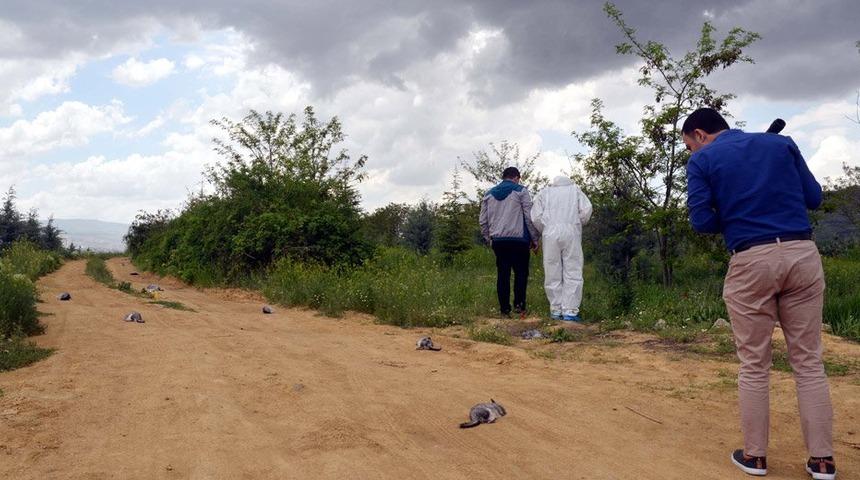 Tarım ve Orman Bakanlığı'ndan '&Ccedil;in&ccedil;illa tavşanı' a&ccedil;ıklaması