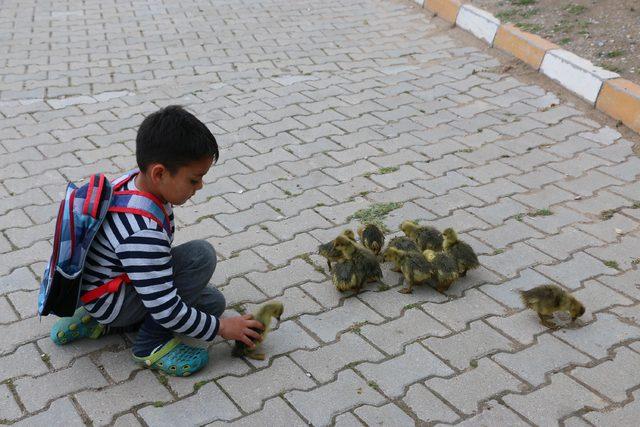 Minik Besim'in kaz yavrularıyla yürek ısıtan dostluğu