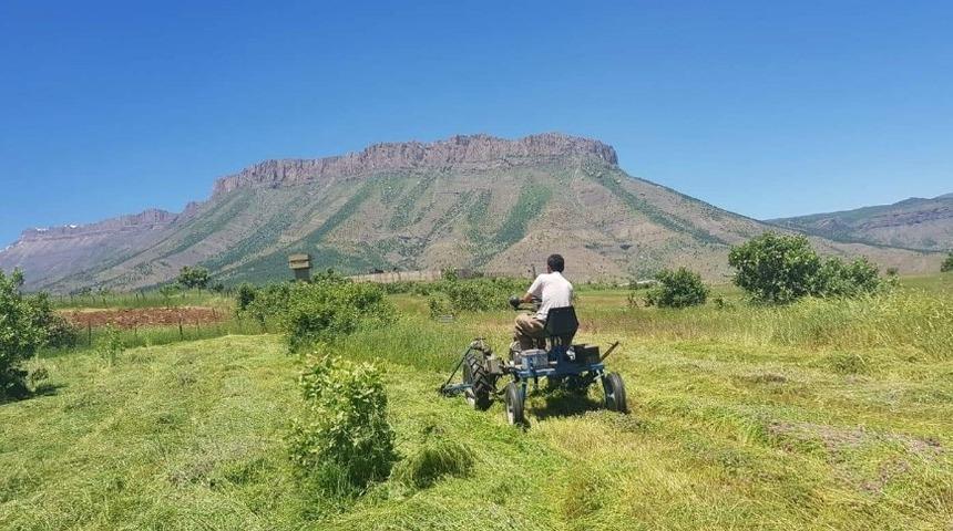Derecik&rsquo;te ot bi&ccedil;me sezonu başladı