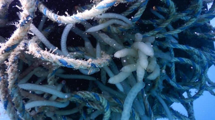 &Ccedil;eşme&rsquo;de, yapay yuvalardaki yavru kalamarlar g&ouml;r&uuml;nt&uuml;lendi