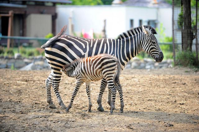 Zebra ailesine 3 yeni üye