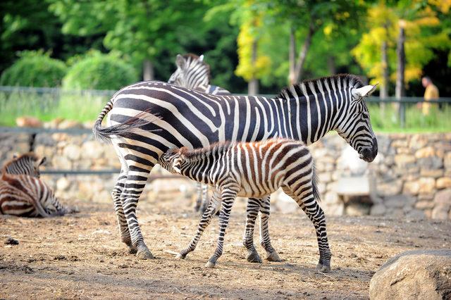 Zebra ailesine 3 yeni üye