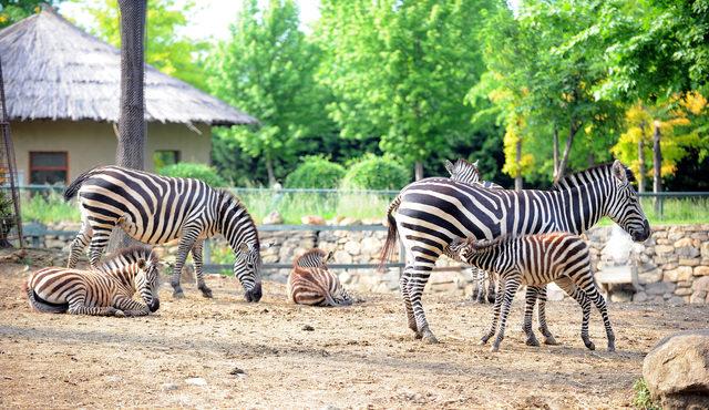 Zebra ailesine 3 yeni üye