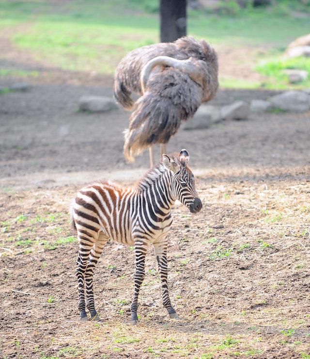 Zebra ailesine 3 yeni üye