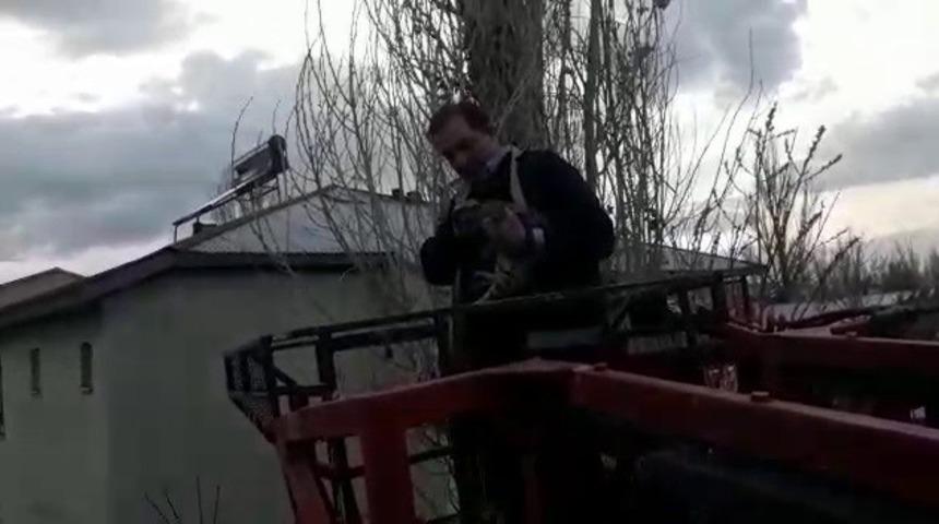 Ağa&ccedil;ta mahsur kalan kediyi itfaiye ekibi kurtardı