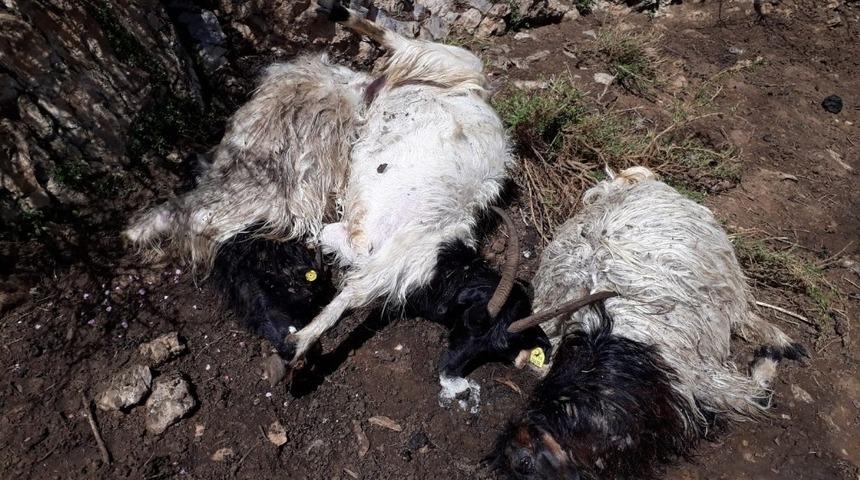 Hakkari&rsquo;de yıldırım d&uuml;şt&uuml;: 13 hayvan telef oldu