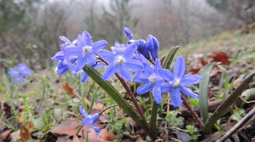 Bornova Lalesi doğada tükendi
