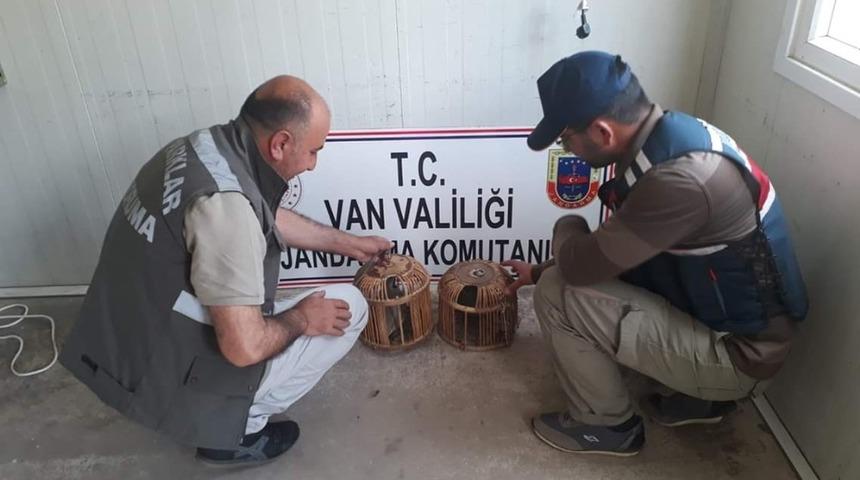 Kafes avcısı jandarmaya takıldı