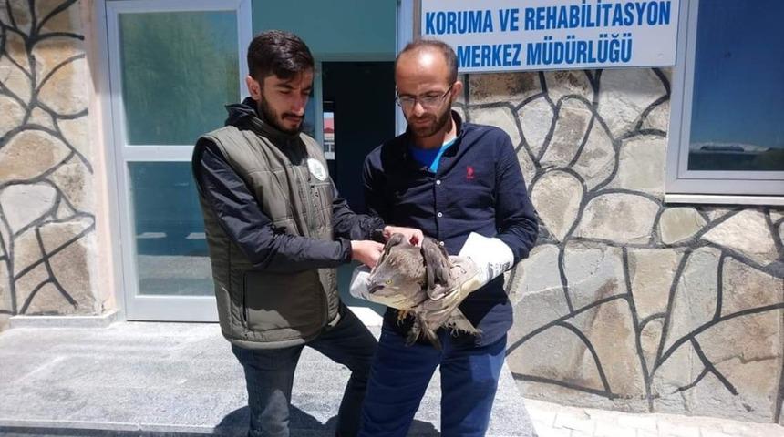 Yaralı Arı Şahin tedavi altına alındı