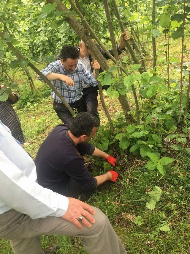 Trabzon’da çiftçilere yönelik ilk kez meyve ağaçlarını budama ve aşılama kursu düzenleniyor