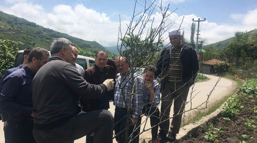 Trabzon’da çiftçilere yönelik ilk kez meyve ağaçlarını budama ve aşılama kursu düzenleniyor