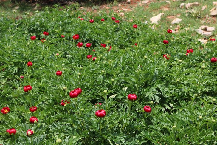 'Ayı gülü' açtı! Bu çiçeği koparan yandı G4