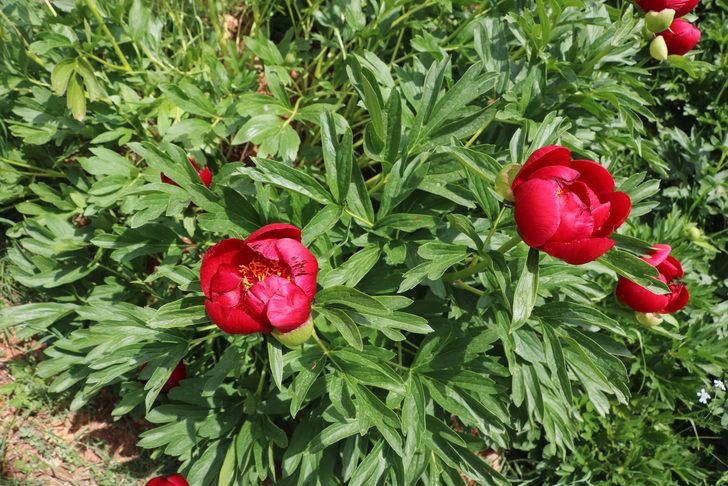 'Ayı gülü' açtı! Bu çiçeği koparan yandı G2