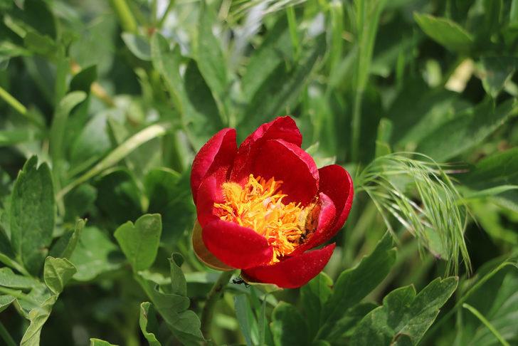 'Ayı gülü' açtı! Bu çiçeği koparan yandı G1