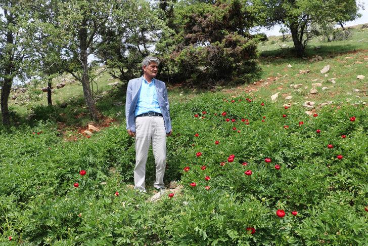 'Ayı gülü' açtı! Bu çiçeği koparan yandı G5