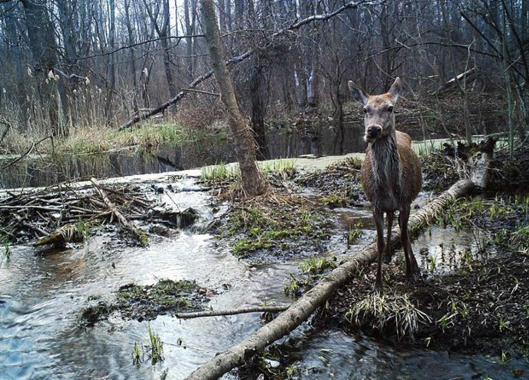 Животные чернобыля фото. Животные в Чернобыльской зоне отчуждения. Чернобыль зона отчуждения природа. Чернобыль зона отчуждения животные. Лиманский заповедник рыжий лес Чернобыль.