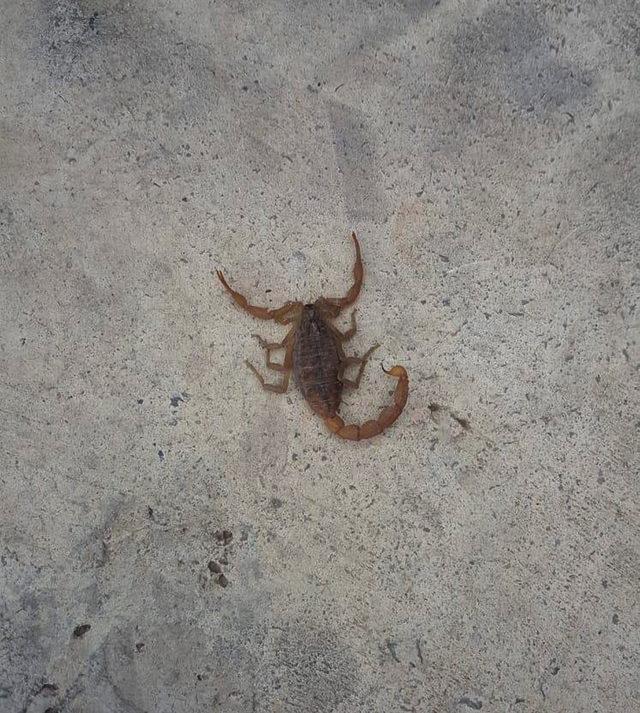 İslahiye de, en zehirli akrep t&uuml;r&uuml; g&ouml;r&uuml;ld&uuml; 1