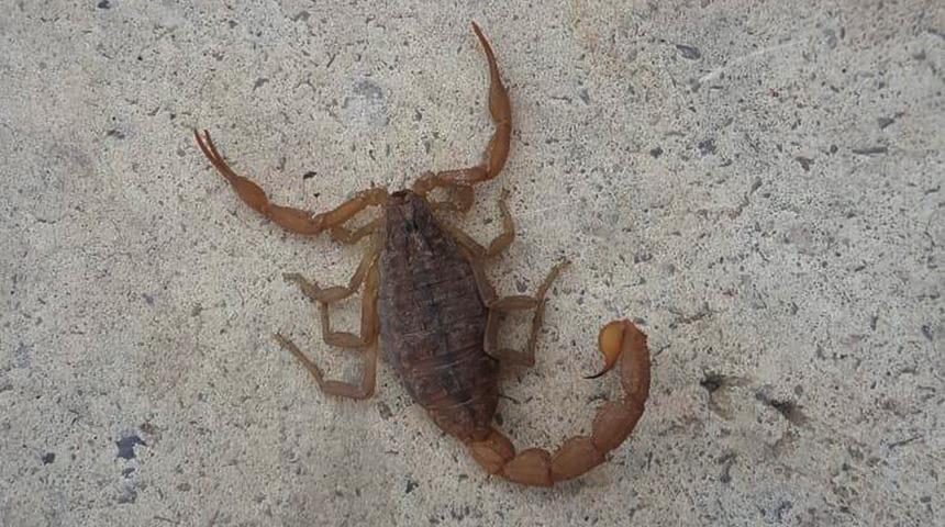 İslahiye'de, en zehirli akrep t&uuml;r&uuml; g&ouml;r&uuml;ld&uuml;